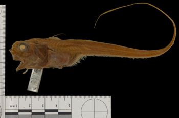 Media type: image; Ichthyology 28586